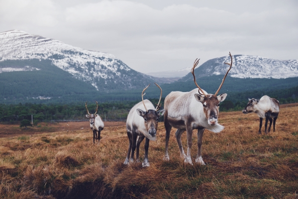 Reindeer and Snowy Mountains, all inclusive tours in Scotland