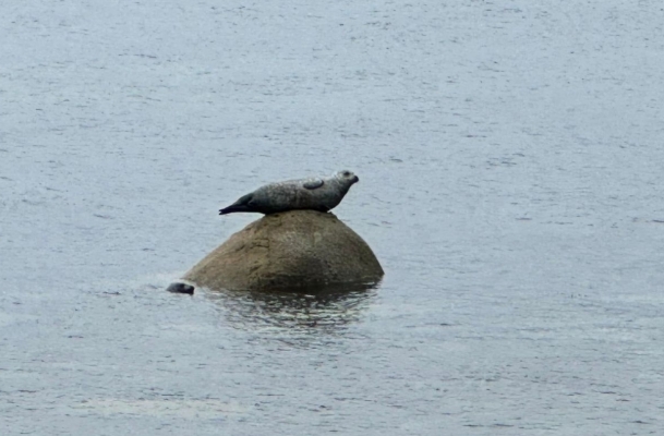 Seal, Scottish wildlife, Arran
