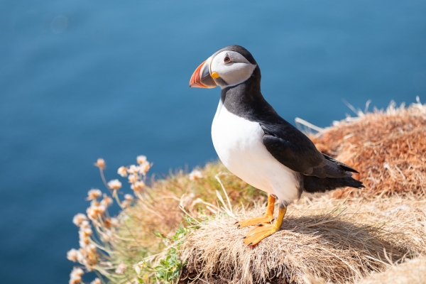 Puffin Cruise Scotland Lunga