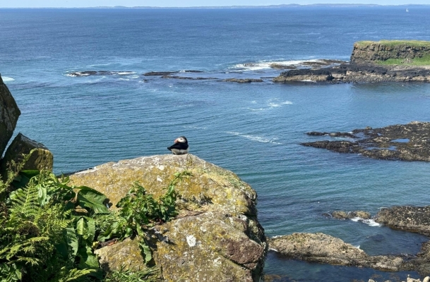 Puffins, Scottish Wildlife