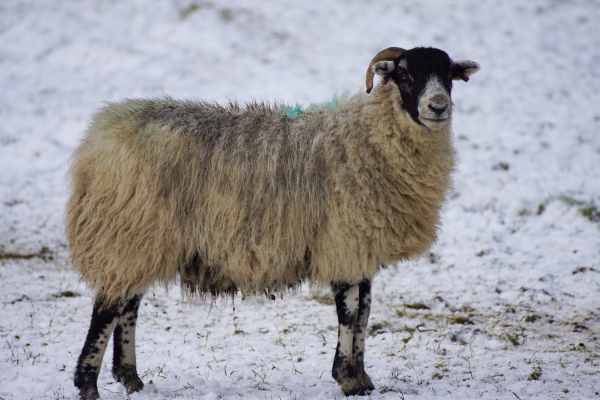 Scottish Wildlife, Scotland Winter Vacation Packages