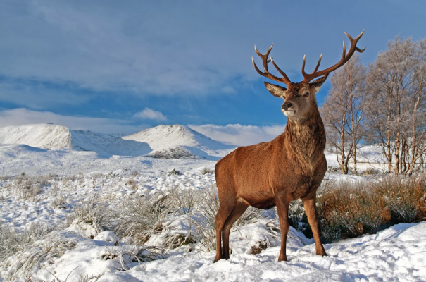 Reindeer, Wildlife, Scottish Highlands, Escorted Tours