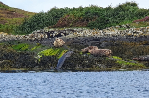 Seals, Summer Isles, Scotland