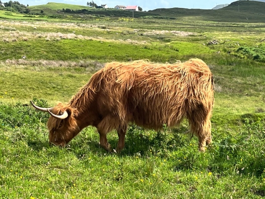 Highland Cow, Scotland