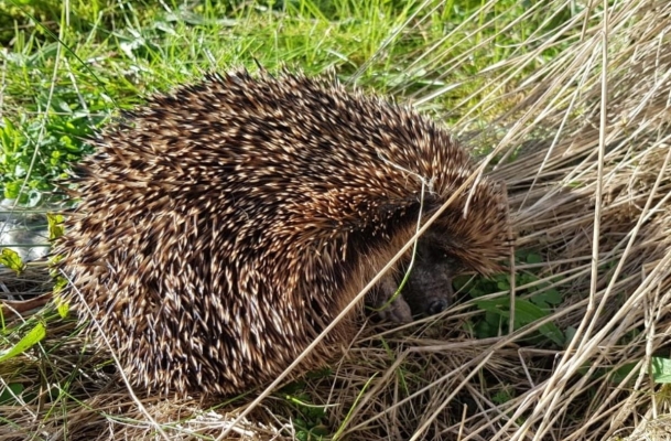 Hedgehog, Wildlife, Scotland