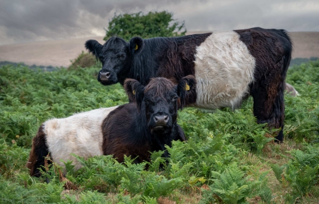 Belted Galloway Cows