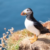 Islands, Wild Highlands & Puffins Tour