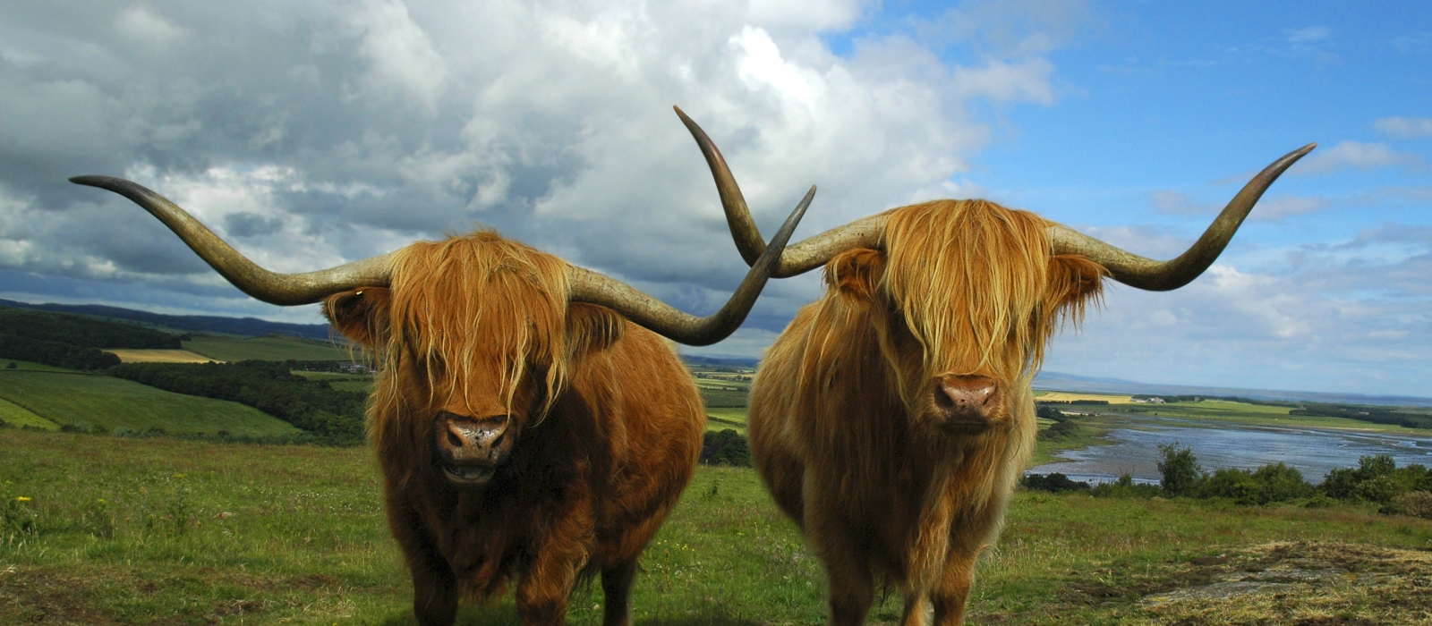 Highland Cattle - Vacation Scotland